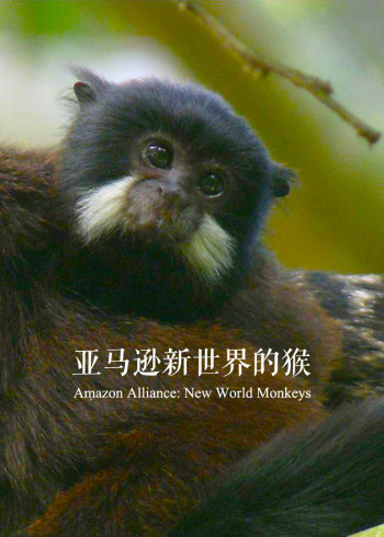 亚马逊新世界的猴